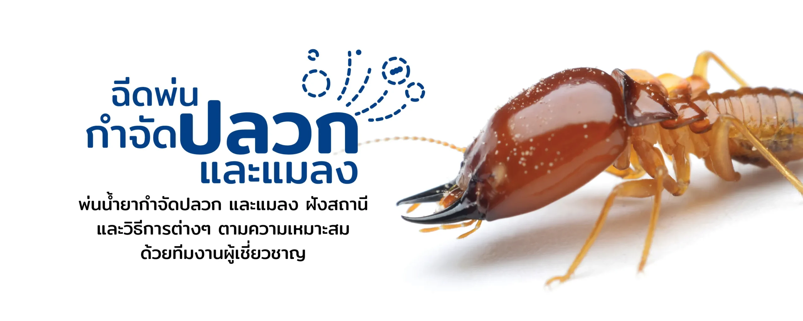 กำจัดปลวก BUTLERTHAI