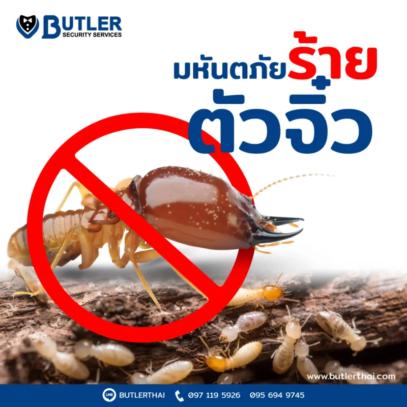 กำจัดปลวกและแมลง